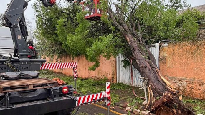 Apucarana remove árvores que caíram sobre casas após temporal com ventos de 125 km/h