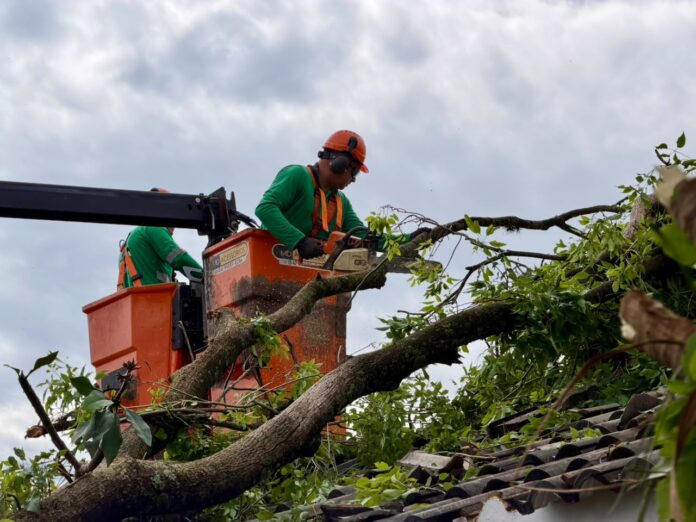 Temporal derruba árvores em Maringá, Prefeitura mobiliza 200 servidores para limpeza