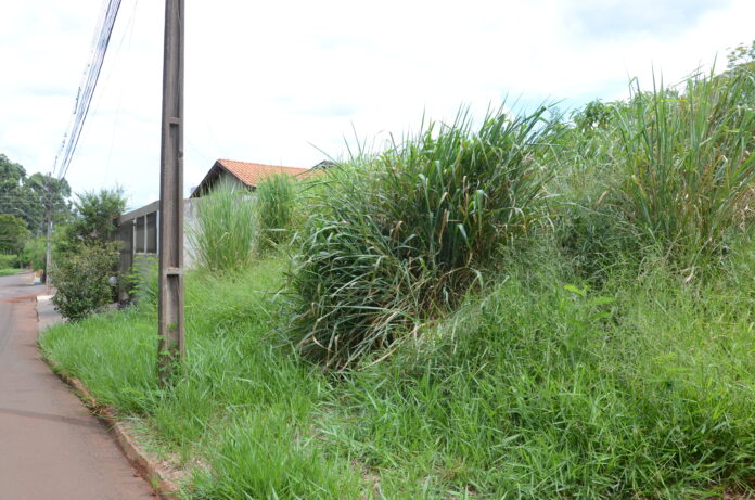 Cambé intensifica multas por limpeza de terrenos antes do verão
