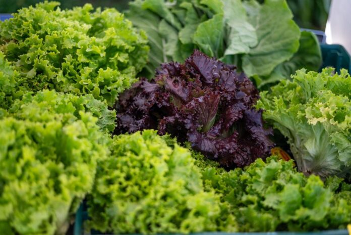 Ponta Grossa abre cadastro para entidades de segurança alimentar até 8 de outubro
