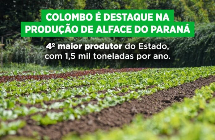 Colombo é o 4º maior produtor de alface do Paraná