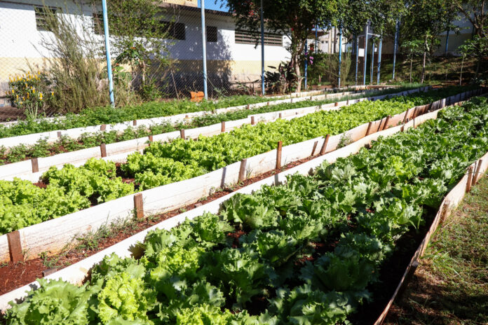 Adolescentes do Cense cultivam horta como atividade de ressocialização em Maringá