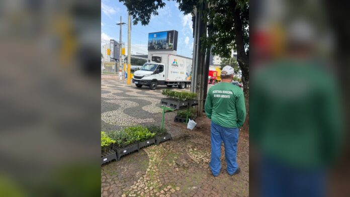 Francisco Beltrão distribui mudas e planta árvores no Dia da Árvore