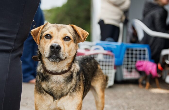 Castração gratuita de cães e gatos: mutirão em São José dos Pinhais de 19 a 21 de outubro