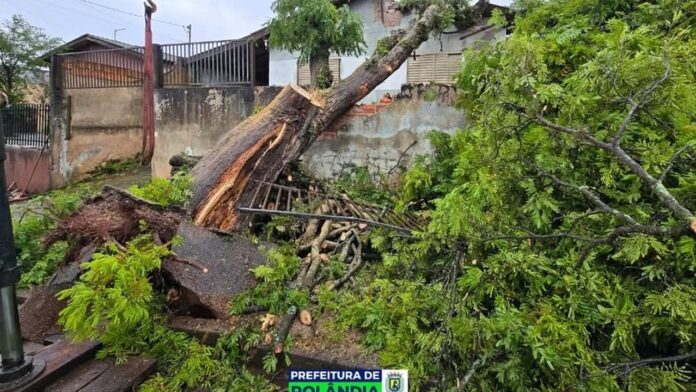 Chuva e ventos derrubam 10 árvores em Rolândia na madrugada de terça