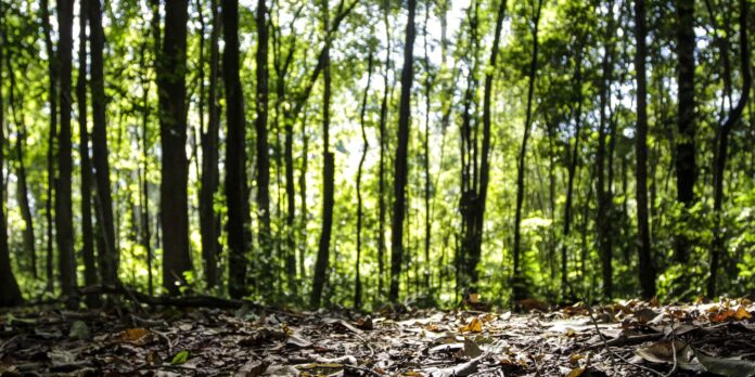 Brasil atinge recorde de R$ 47,9 bilhões em produção florestal em 2025