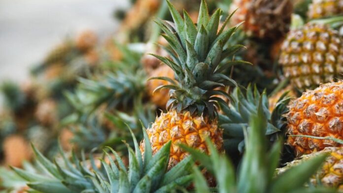 Prudentópolis distribui 150 mil mudas de abacaxi para diversificar agricultura na região norte