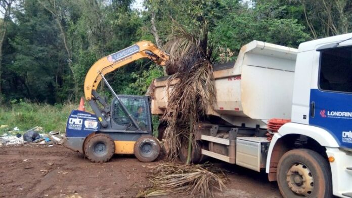 Londrina planta árvores e limpa área pública no Dia da Amazônia, doação de mudas é no Shangri-lá