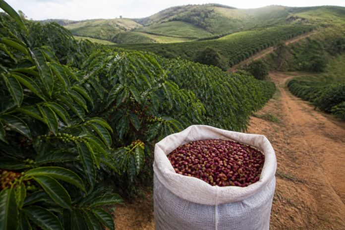 Concurso Café Qualidade Paraná recebe inscrições até 30 de setembro; premiação em novembro