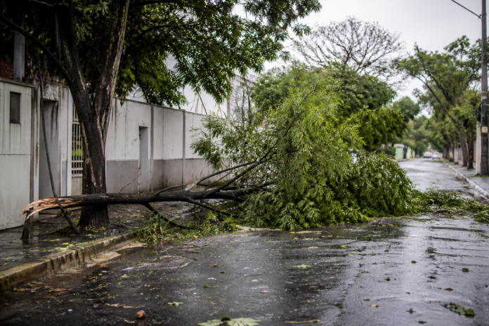 Ventos fortes e granizo causam queda de árvores e destelhamentos em Londrina