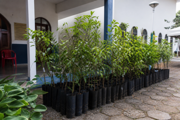 Apucarana distribui mudas de árvores grátis em 3 paróquias no dia 19