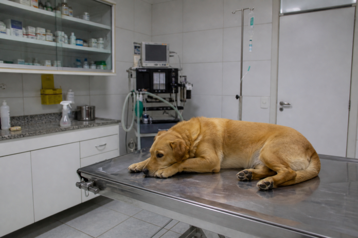 Arapongas abre 600 vagas para castração gratuita de cães e gatos em abril