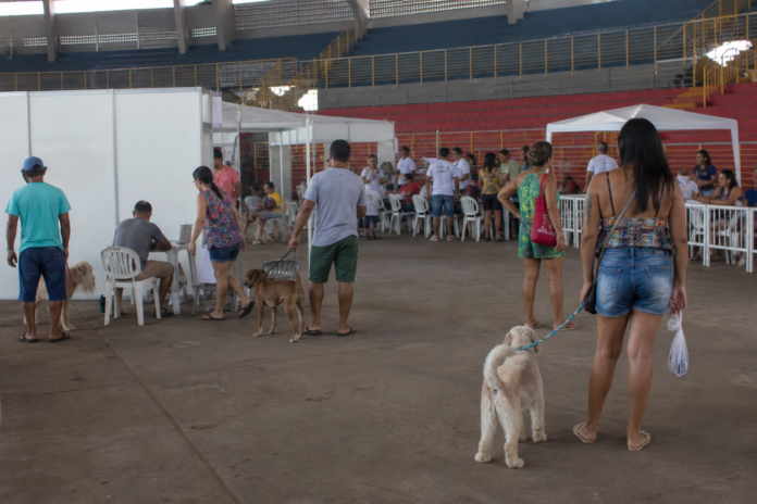 Paranaguá realiza castração de cães e gatos de 5 a 12 de setembro