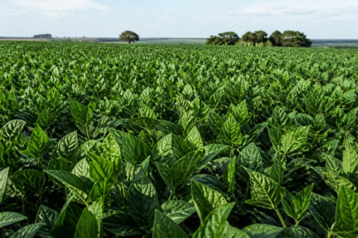 Produtores de soja do norte e noroeste do Paraná podem começar o plantio