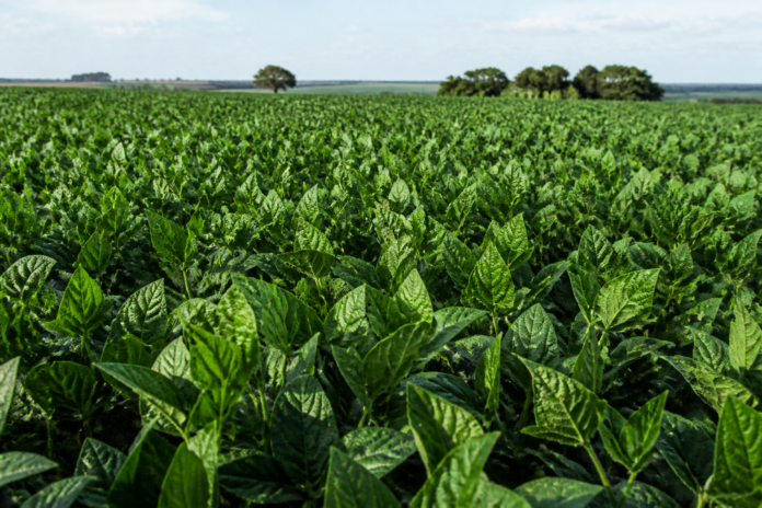 Produtores de soja do norte e noroeste do Paraná podem começar o plantio