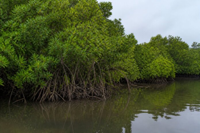 Ilha do Mel: 350 árvores invasoras são removidas em ação de restauração