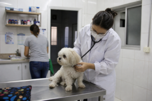 UFPR faz castração gratuita de cães e gatos em Guaraqueçaba de 1º a 6 de setembro