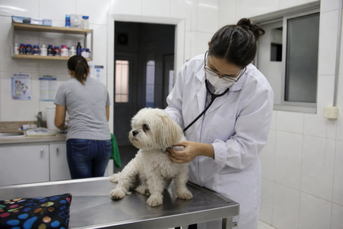 UFPR faz castração gratuita de cães e gatos em Guaraqueçaba de 1º a 6 de setembro