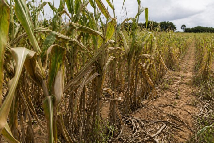 Fórum debate invasão de javalis e riscos à agricultura: confira como participar