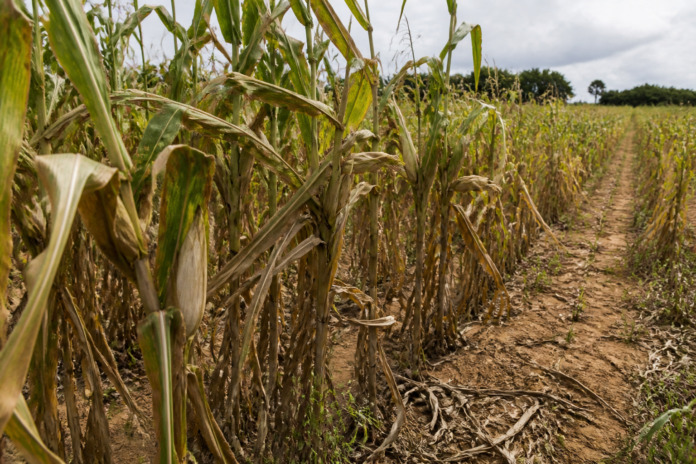 Fórum debate invasão de javalis e riscos à agricultura: confira como participar