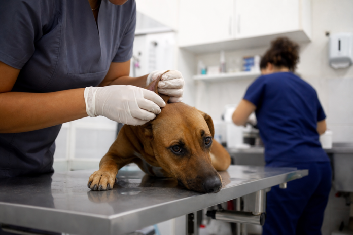 Morretes recebe castração gratuita de cães e gatos no dia 18 de setembro