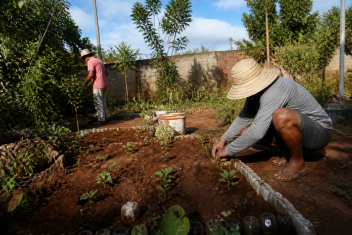 Colombo cria programa para horta caseira e segurança alimentar em bairros