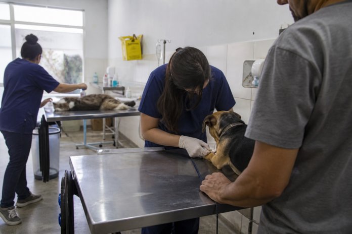 Castração gratuita de cães e gatos em Paranaguá até 12 de setembro