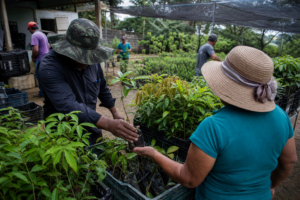 Umuarama distribui 7 mil mudas de mamão para virar maior produtora do Paraná