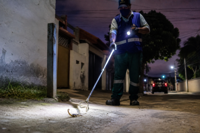Cornélio Procópio captura 12 escorpiões na primeira noite de brigada de monitoramento