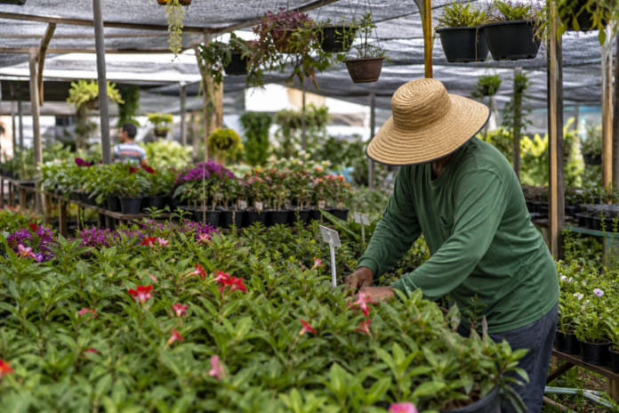 Floricultura do Paraná movimenta R$ 271 milhões, gramados lideram produção