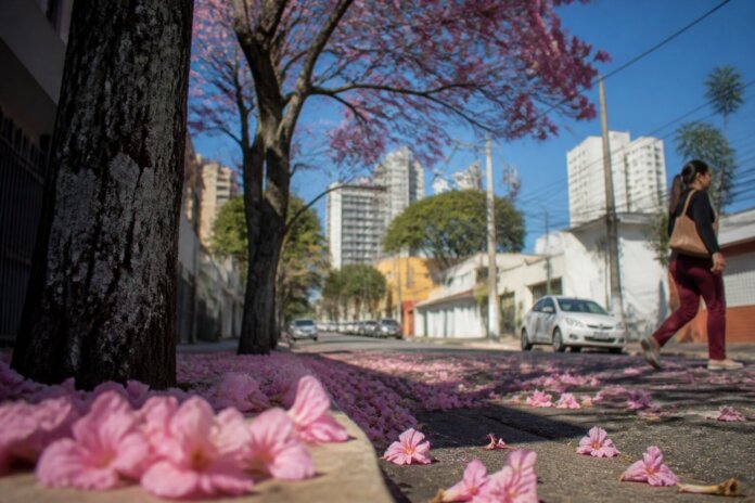 Curitiba planta 21 ipês-rosas na Rua Alferes Poli para combater ilhas de calor