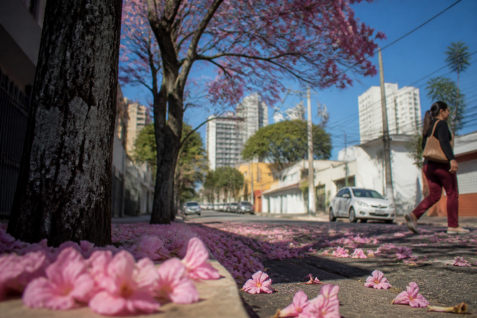 Curitiba planta 21 ipês-rosas na Rua Alferes Poli para combater ilhas de calor