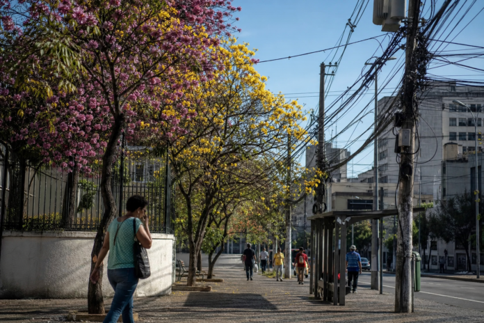 Ipês florescem no Calçadão de Londrina, mas fiação elétrica rouba o cartão-postal