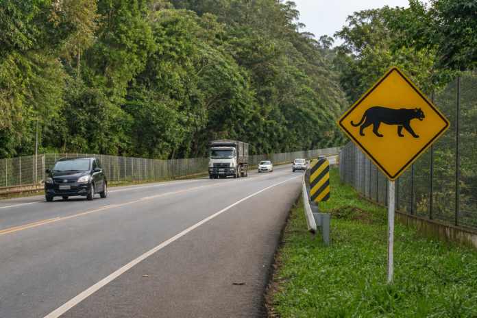 MP cobra radares e cercas para frear atropelamento de animais em Londrina