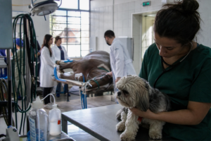 Universidades do Paraná atendem animais de pequeno e grande porte