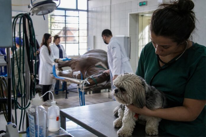 Universidades do Paraná atendem animais de pequeno e grande porte