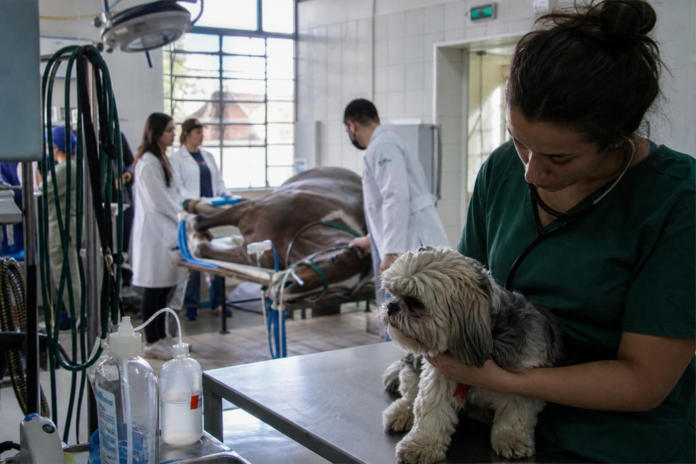 Universidades do Paraná atendem animais de pequeno e grande porte
