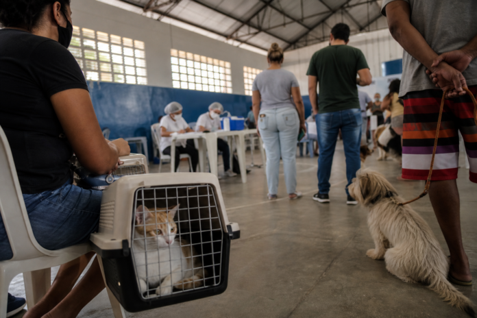 Paranaguá abre 660 vagas gratuitas para castração de cães e gatos