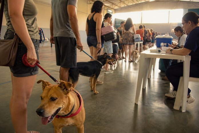Novo Sarandi oferece vacinação gratuita contra raiva para cães e gatos no sábado