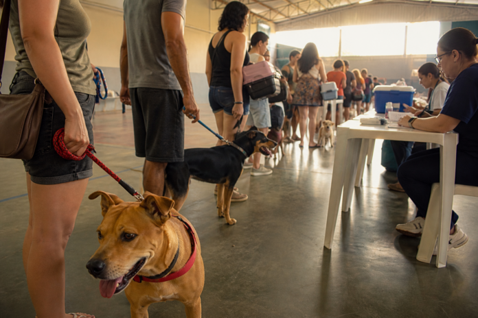 Novo Sarandi oferece vacinação gratuita contra raiva para cães e gatos no sábado