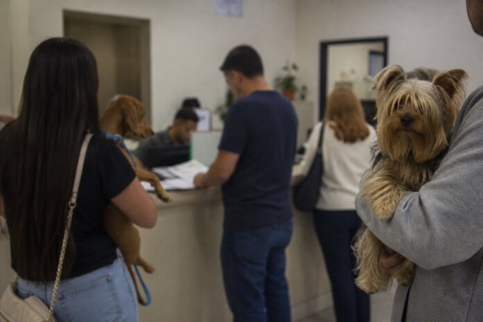Castração de cães e gatos muda para sede do IAT em Paranaguá até sábado