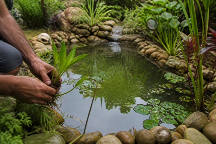 Adolescente cria lago no quintal e descobre ecossistema com sapos, rãs e plantas