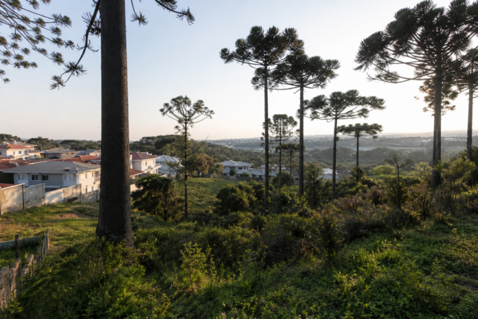 Justiça suspende corte de araucárias em Almirante Tamandaré, MP questiona licença ambiental