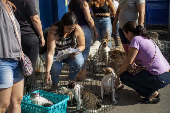Irati promove feira de adoção com 15 filhotes neste sábado