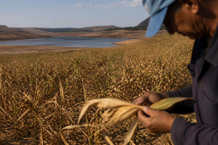 El Niño provoca secas no continente e ameaça preços de alimentos e energia