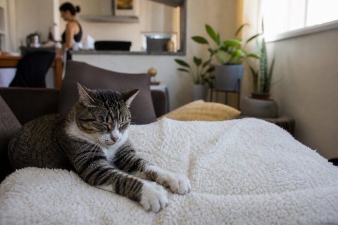 Gatos amassam patinhas para relembrar a amamentação