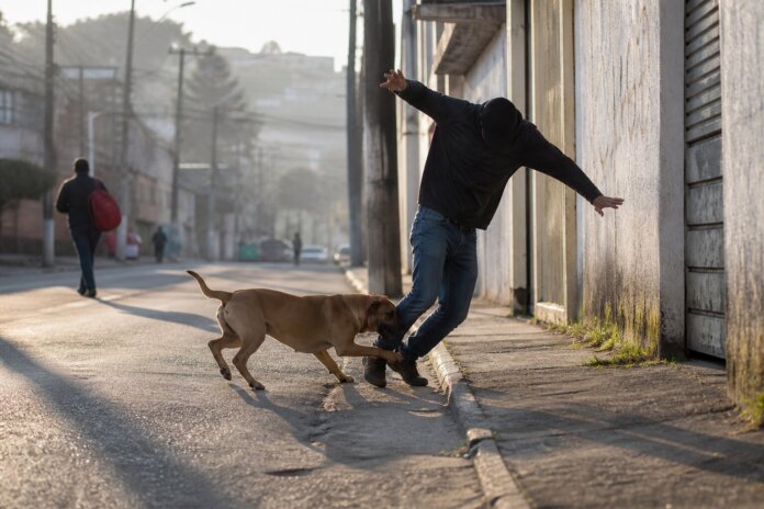 Arapongas multa tutor de cão em R$ 3,5 mil após ataque na Vila Nova