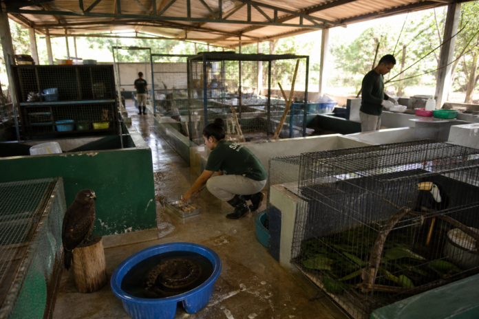Centro de Maringá reabilita mais animais silvestres que qualquer outra unidade no interior do Paraná