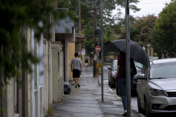 Três cães desaparecem em Londrina, tutores pedem ajuda para localizá-los