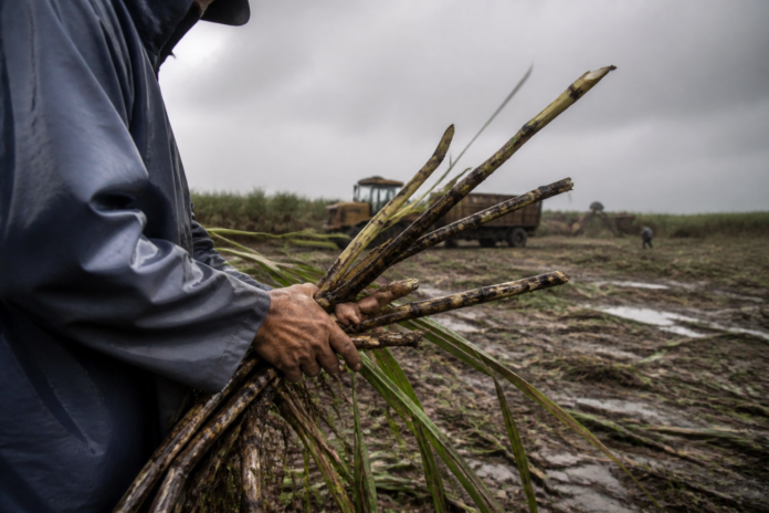Açúcar segue em falta no mercado global, El Niño pode afetar produção brasileira